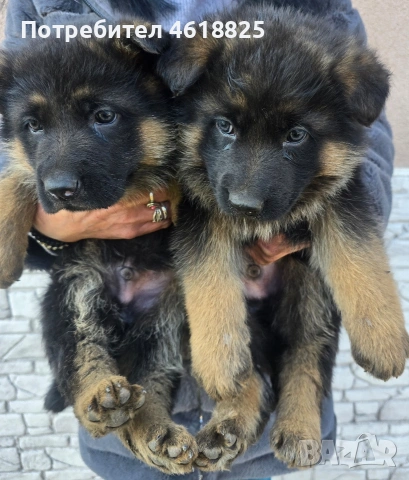 Немски овчарки 