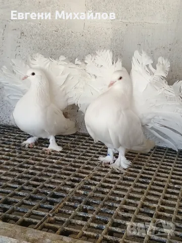 Гълъби Фенерлии гащати , снимка 7 - Гълъби - 50011093