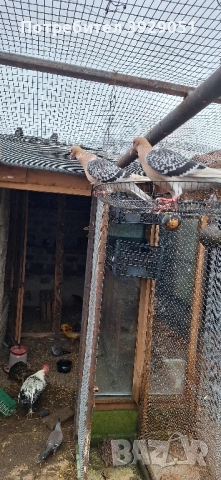 Продавам Нюмберски гълъби, снимка 11 - Гълъби - 52589187