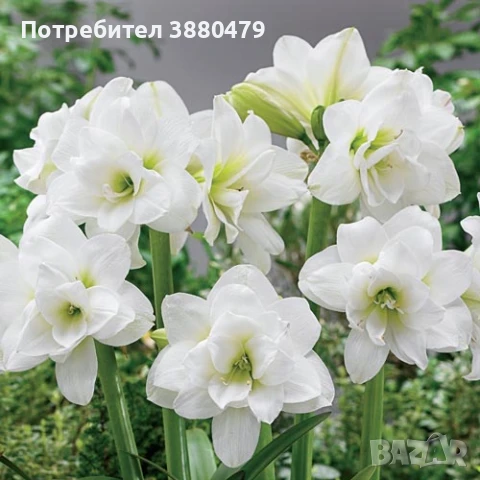 луковици на гигантски бял амарилис, снимка 1