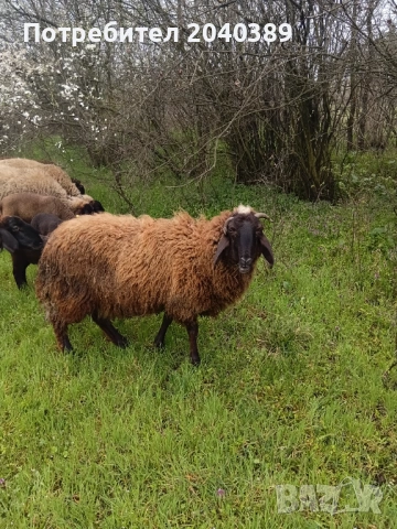 Миналогодишен скопен коч , снимка 6 - Овце - 54044771