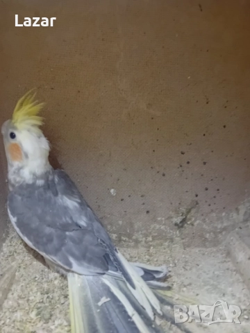 Продавам малки корелки, снимка 2 - Папагали - 52250696