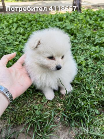 Продават се малки кученца порода Мини Шпиц, снимка 7 - Други - 46041633