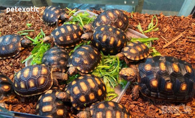 Сухоземна Червенопетниста Костенурка Карбонария - Red-footed tortoise, Chelonoidis carbonarius, снимка 1 - Костенурки - 46069773