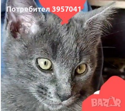 Сини руски , снимка 6 - Руска синя котка - 45682730