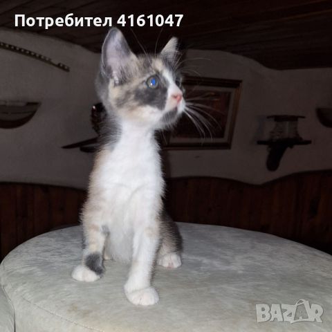 подаряваме котенца, снимка 6 - Други - 46558782