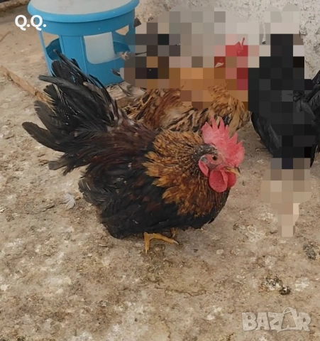 Шабо, снимка 3 - други­ - 53924213