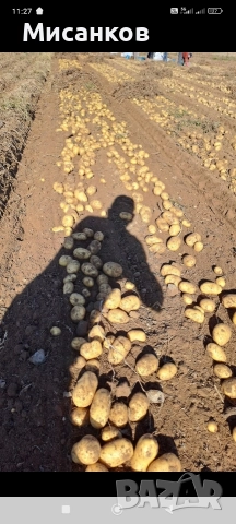 Семена картофи., снимка 2 - Домашни продукти - 52805245