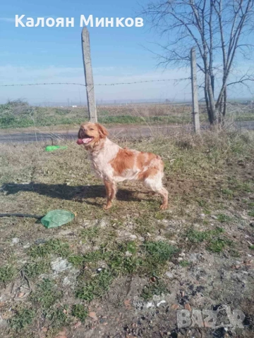 Бретон шпаньол , снимка 2 - Бретон шпаньол - 54016947