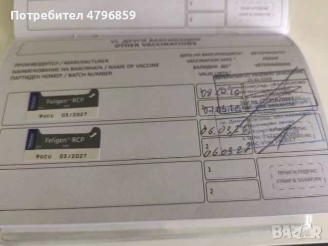  Женско Шотландско остроухо коте. 