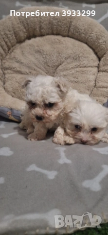 Малтийска болонка мини , снимка 8 - Болонка - 53921434