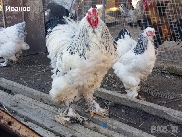 Петли и кокошки Брама