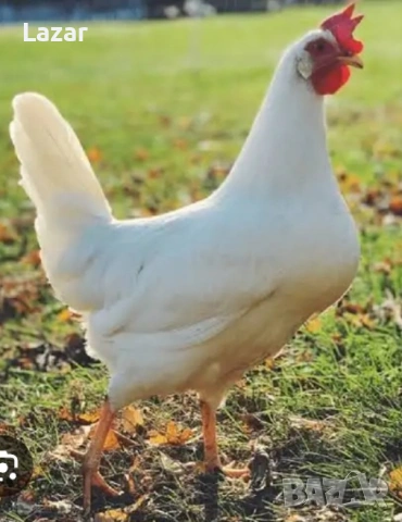 Продавам кокошки