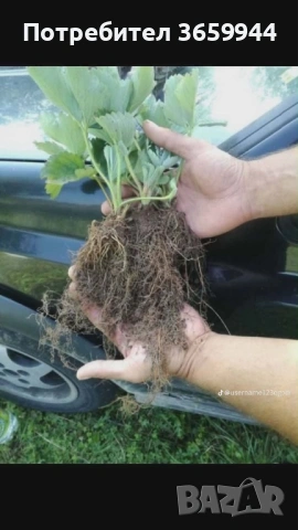 🍓 Качествен разсад ягоди и малини – засади днес, береш утре! 🌱, снимка 8 - Разсади - 53585752