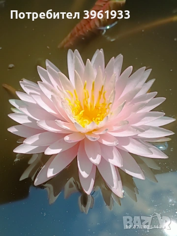 Продавам сортови Водни лилии , снимка 8 - Градински цветя и растения - 53253867