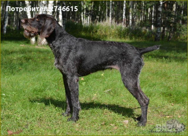 Кученца Дратхар на 60 дни, снимка 1