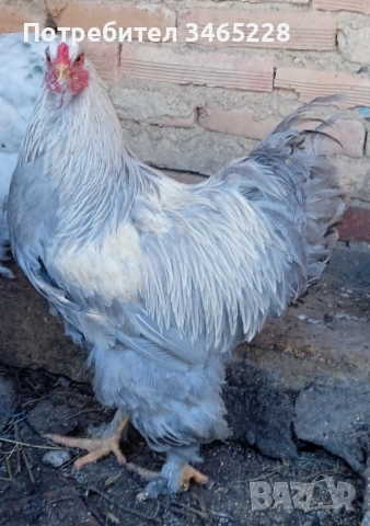 Петлета Брама Изабела 