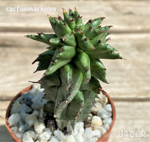 Euphorbia polygona monstruosa, снимка 2 - Стайни растения - 46082125