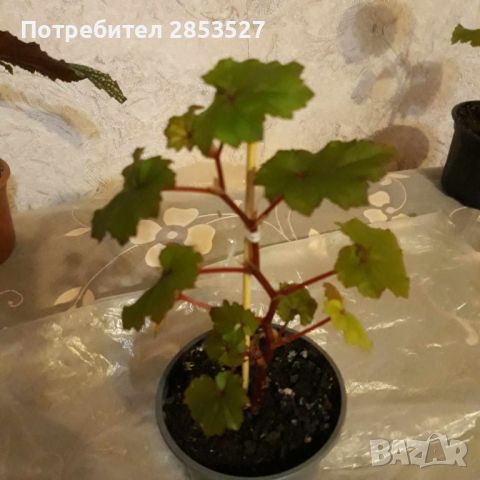 Комплект Бегонии, снимка 5 - Стайни растения - 45658587