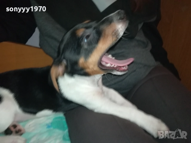 ДЖАК РЪСЕЛ-МОМИЧЕ С РОДОСЛОВИЕ ПАСПОРТ 0411252144, снимка 7 - Джак ръсел териер - 52297701