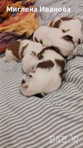 Ши тцу, снимка 5 - Ши Тцу - 52447041