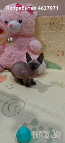 Канадски сфинкс, снимка 5 - Сфинксове - 53519696