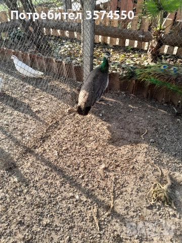 Продавам  женски пауни, снимка 4 - други­ - 52824375