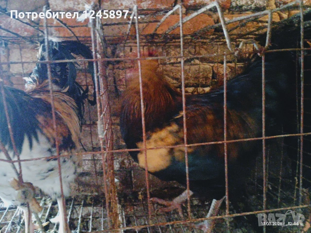 Кетро петли, снимка 5 - Кокошки и пуйки - 53946795
