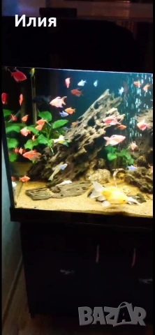 рибки тернеци на максимален размер 