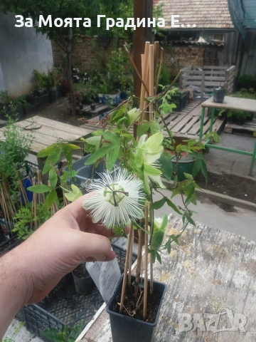 Пасифлора - Плод Маракуя , снимка 4 - Градински цветя и растения - 54019948