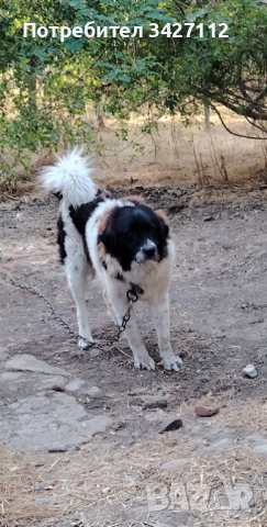 Мъжки на две години 