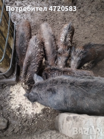 Диви прасета 