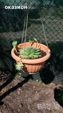 кактуси.алое,дебелец цена за всички, снимка 10 - Градински цветя и растения - 51708237