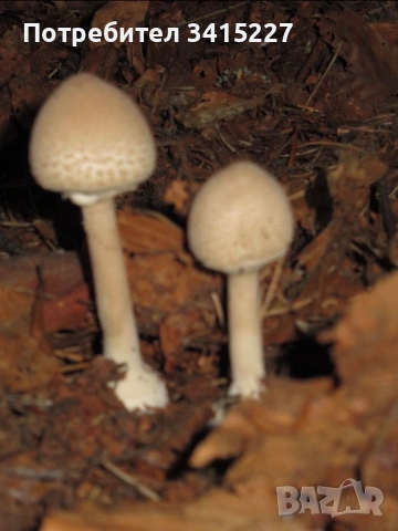 Canon Powershot 620 HS, снимка 7 - Фотоапарати - 53699598