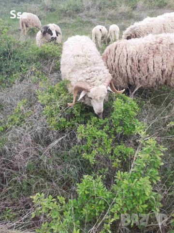 Провават се Овце, Кочове и  Чепишки  за Курбан Байрам, снимка 4 - Овце - 45698322