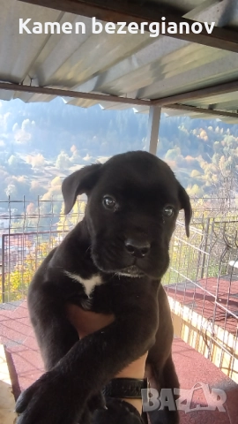 Кане Корсо , снимка 9 - Кане корсо - 52342406