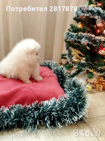 мини шпиц померан 