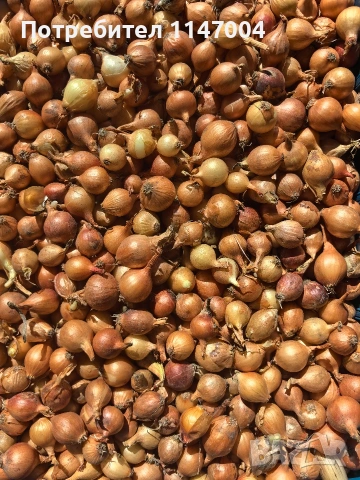 Холандски жълт арпаджик, снимка 2 - Сортови семена и луковици - 53770287