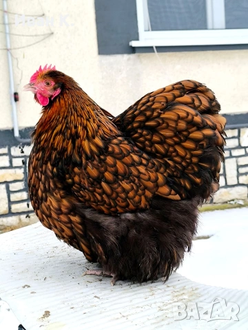 Продавам златно кантиран Орпингтон. , снимка 8 - Кокошки и пуйки - 53839165