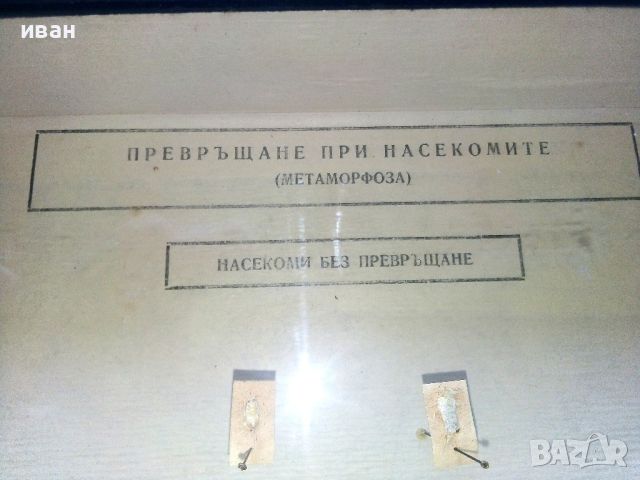 "Превръщане при насекомите/Метаморфоза/" - ДПП-"Детска радост" - София, снимка 2 - Други ценни предмети - 46590963