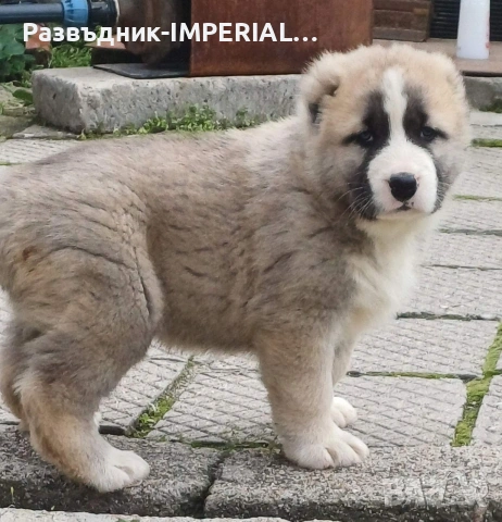 САО-Алабай, снимка 5 - Алабай - 53581626