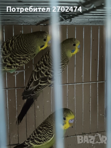продавам папагали , снимка 5 - Папагали - 52909639