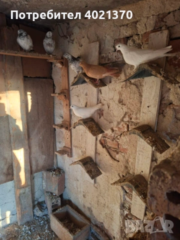 Типлери и мардини, снимка 6 - Гълъби - 53150062