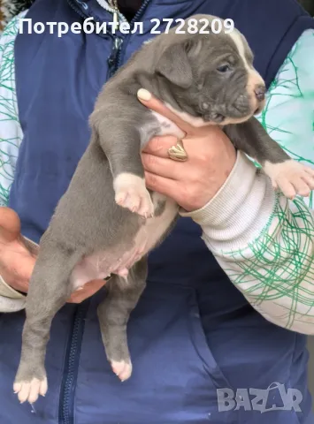 Американско Були Хл/American Bully XL , снимка 14 - Питбул - 48348695