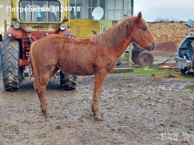 Продавам двата коня , снимка 7 - Коне - 53626809