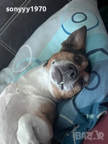 ДЖАК СИ ТЪРСИ ЖЕНСКА ЗА БЕБЕТА 1604251937, снимка 2 - Джак ръсел териер - 49922939