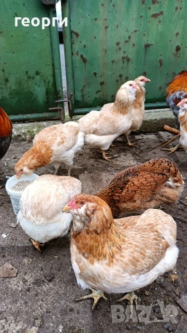 Араукана, снимка 2 - Кокошки и пуйки - 53942153