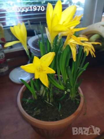 ЦВЕТЯ В САКСИЯ 1910251229