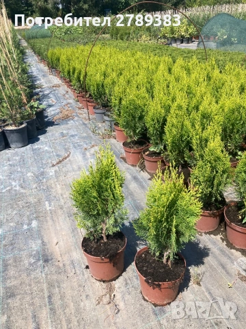 Туя ауреа нана