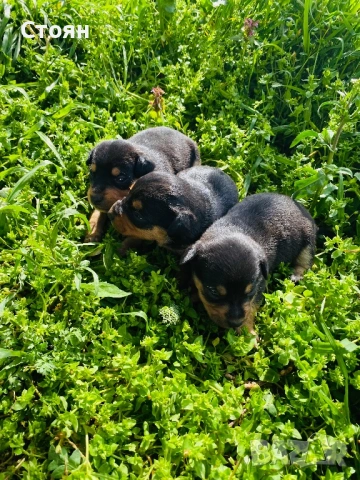 Мини пинчери 